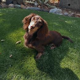 Rae - Dachshund