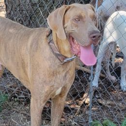 DocHoliday - Great Dane