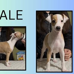 Boy 3 - White and red male Italian Greyhound puppy in China Grove, North Carolina from To-Sa’s Kennel