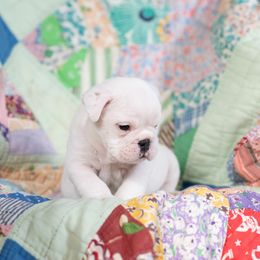 Bulldog Puppies from Brandywine Bulldogs