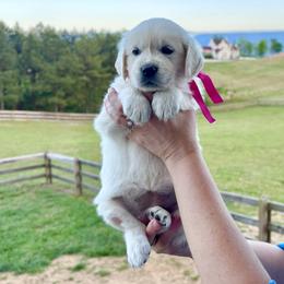 Miss Pink - Light golden female Golden Retriever puppy in Jasper, Tennessee from Suncoast Goldens