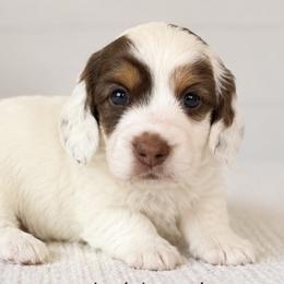 Bud - Piebald male Dachshund puppy in Forestdale, Massachusetts from Cape Cod Doxies
