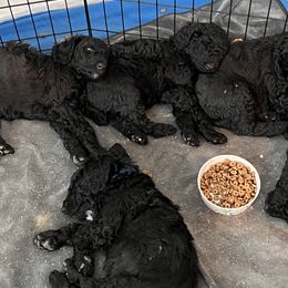 Poodles from Stormy Skye Poodles