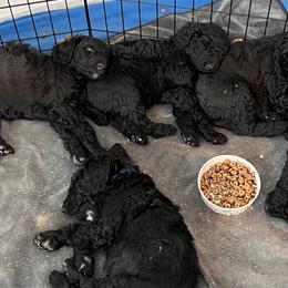 Poodles from Stormy Skye Poodles