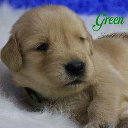 Green Collar Boy - Golden male Golden Retriever puppy in Otis Orchards, Washington from Sunlite Golden Retrievers