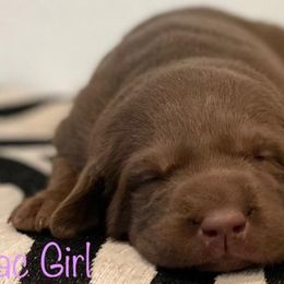 Labrador Retriever Puppies from Travis’ Chocolate Labradors