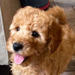 Pumpkin - Apricot female Goldendoodle puppy in Sugarcreek, Ohio from True Hearted Doodles