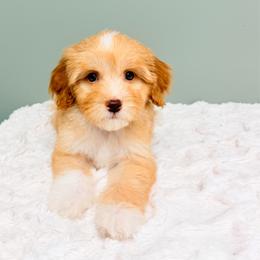 Honey Crisp Cider 'Honey' - Red  female Goldendoodle puppy in Springfield, Ohio from Dawson & Daryn's Royal Companions