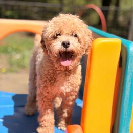 Carlos - Apricot male Poodle puppy in Mulino, Oregon from Korbella Farm