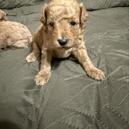 Bruno - Red  male Poodle puppy in Auburn, Georgia from Southern Poodles