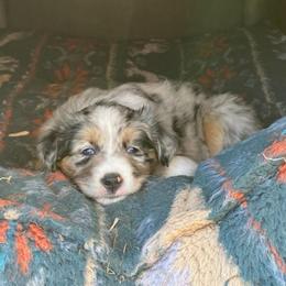 Feliz - Blue merle female Miniature Australian Shepherd puppy in North Lakeport, California from Wild Rose Ranch
