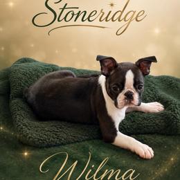 Wilma - Brindle and white female Boston Terrier puppy in Shell Knob, Missouri from Stoneridge Kennel