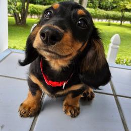 Dachshund Puppies from Snarky Doxy Miniature Dachshunds