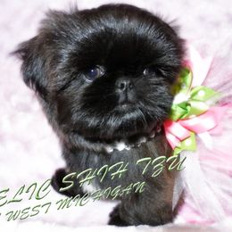 Shih Tzus from Angelic Shih Tzu of West Michigan