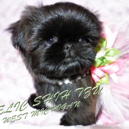 Shih Tzus from Angelic Shih Tzu of West Michigan