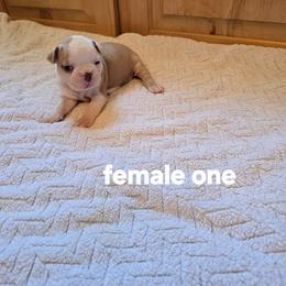Olivia - Lilac male Boston Terrier puppy in Walhalla, South Carolina from Dixies  southern  bostons