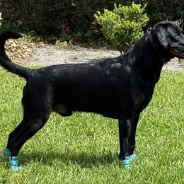 Labrador Retrievers from Lauren's Labrador Retrievers
