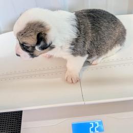 Pilgrim - Liver and white female Cardigan Welsh Corgi puppy in Hotchkiss, Colorado from Bell S Ranch