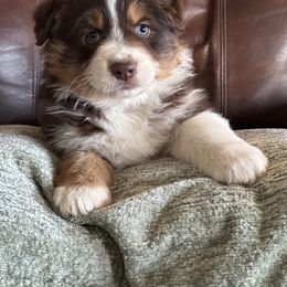 Australian Shepherd Puppies from Copper Sky Aussies of the Cental Coast