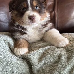 Australian Shepherd Puppies from Copper Sky Aussies of the Cental Coast