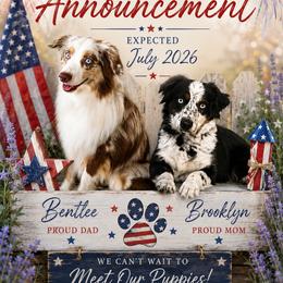 Brook - Miniature Australian Shepherd