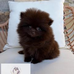 Bonbon - Chocolate male Pomeranian puppy in Morgan, Utah from Rockstar Rigby Pomeranians