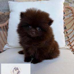 Bonbon - Chocolate male Pomeranian puppy in Morgan, Utah from Rockstar Rigby Pomeranians