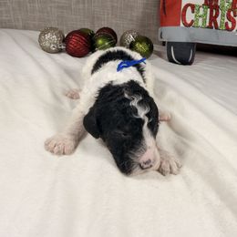 Donner - Parti male Poodle puppy in Luana, Iowa from Country View Bernedoodles and Goldendoodles