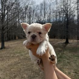 French Bulldog Puppies from Rae Ceja