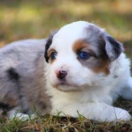 Faith - Blue merle female Miniature Australian Shepherd puppy in Menomonee Falls, Wisconsin from Hunt N Oaks
