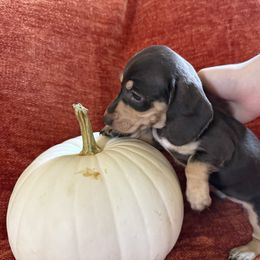 Girl 4 - Chocolate and cream female Dachshund puppy in Canton, Texas from Bonnie and Clyde Dachshunds