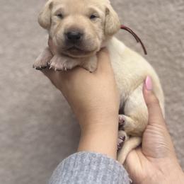 Labrador Retriever Puppies from Kounty Line Kennel LLC