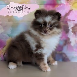 Indiana - Chocolate merle female Pomeranian puppy in Fultonville, New York from Sandy Aussies & Pomeranians