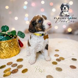 Pax - Brown male Whoodle puppy in Knoxville, Tennessee from Fleury Farm Doodles TN