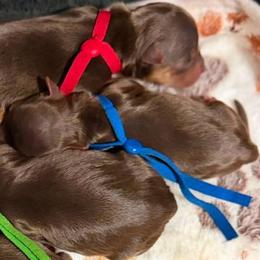 Blue - Jason - Chocolate and tan male Yorkshire Terrier puppy in Jacksonville, Florida from TLJ Choco Yorkie Love