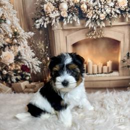 Sofia 4000 - Black tan and white female Biewer Terrier puppy in Nicholls, Georgia from Southeast Biewers