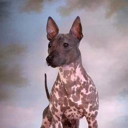 Gibbs - American Hairless Terrier