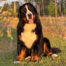 Selena - Bernese Mountain Dog