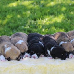 American Corgis and Pembroke Welsh Corgis from Abundant Joy Corgis