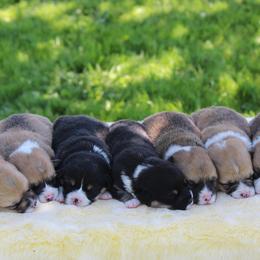 American Corgis and Pembroke Welsh Corgis from Abundant Joy Corgis