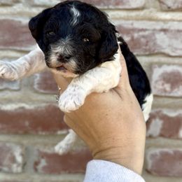 Black Parti - Black and white female Cavapoo puppy in Redding, California from Lipscomb Doodles
