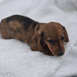 Toby - Dapple male Dachshund puppy in Elma, Iowa from Iowa Dachshunds