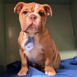 Mario - Red male Bulldog puppy in Marysville, Washington from English Bulldogs WA