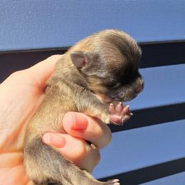 2 - Cream sable female Pomeranian puppy in Hooksett, New Hampshire from Granite State Pomeranians