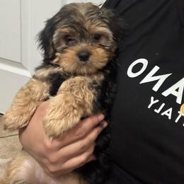 Shorkie puppies from Great Mates