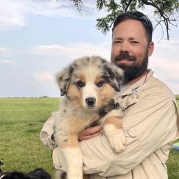 WALNUT - Blue merle Australian Shepherd puppy in Sedalia, Missouri from Strollins Farm