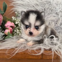Theodore - Gray and white male Pomsky puppy in La Verne, California from Red Cedar Pomskies