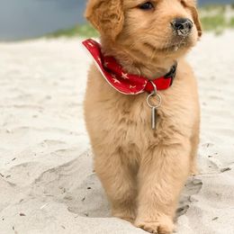 Golden Retriever Puppies from OPK GOLDENS