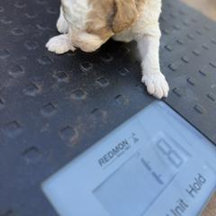 Bernedoodle, Double Doodle, and Saint Berdoodle Puppies from Remington Kennels, LLC