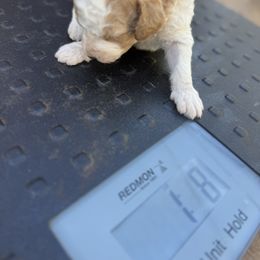 Bernedoodle, Double Doodle, and Saint Berdoodle Puppies from Remington Kennels, LLC
